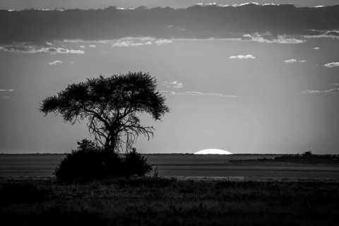 B&W sunrise landscape photo with a single tree silhouette standing in front of the Etosha salt pan.