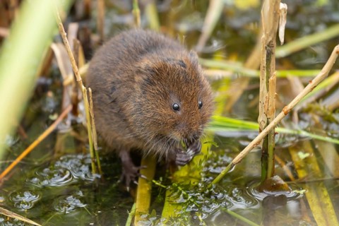 Water vole (Arvicola amphibius) adult rodent animal feeding on pondweed in a reedbed on a pond,