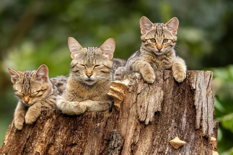 An attentive cat and two sleeping cats on a tree trunk, forest and tranquillity, wildcat (Felis