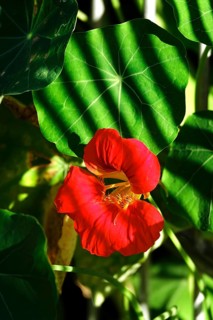 Flowering nasturtium, August, Germany, Europe