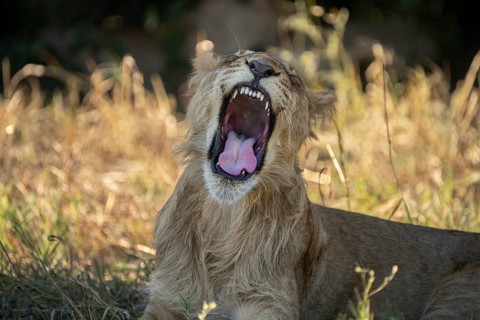 Lion cub (Panthera leo), yawning with the mouth wide open, showcasing it's teeth, Savuti, Chobe