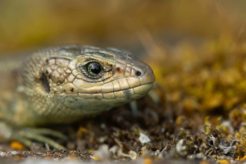 Common lizard (Zootoca vivipara) adult reptile animal head portrait, England, United Kingdom,