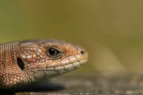 Common lizard (Zootoca vivipara) adult reptile animal head portrait, England, United Kingdom,