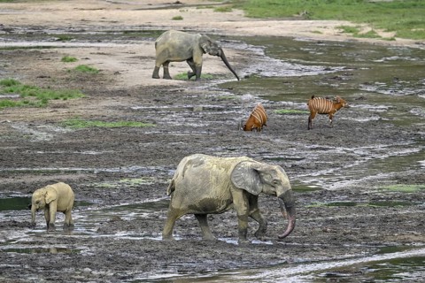 Forest elephants (Loxodonta cyclotis) and bongo antelopes (Tragelaphus eurycerus) in the Dzanga Bai