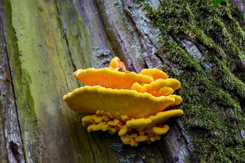 A bright yellow mushroom growing on a moss-covered tree trunk, sulphur polypore (Laetiporus