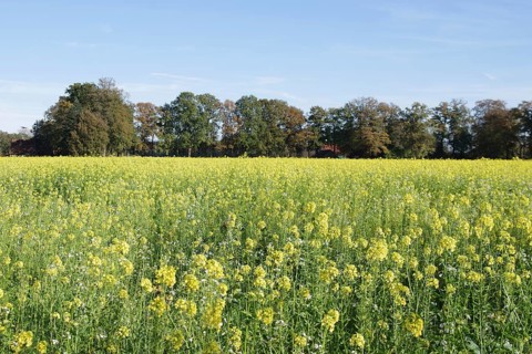 White mustard (Sinapis alba), landscape, field, yellow, autumn, Germany, The mustard plant is very