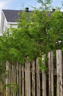 Thuja occidentalis - White Cedar hedge branches growing through wood plank property line fence in