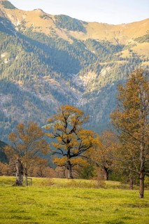 Maple trees with autumn leaves, autumn landscape in Rißtal, Großer Ahornboden, Engalpe, Eng,