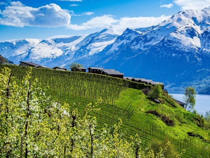 View of snow-covered mountains, fjord and apple trees in bloom, campsite of Lofthus at top of hill,