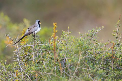 Cape Dove, (Oena capensi), Road N4 to Kaolack, Firgui, Senegal, Africa