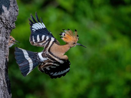 Hoopoe, (Upupa epops), departure from breeding den, hoopoe family, formerly raptors, Hides de El