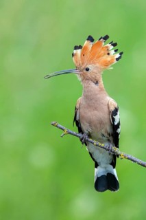 Hoopoe, (Upupa epops), on perch, hoopoe family, formerly raptors, Hides de El Taray / Lesser Kestr,