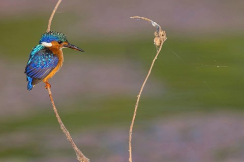Crested Kingfisher, Corythohrnis cristatus, (Alcedo cristata), Kingfisher family, Malachite