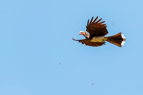 Crowned Hornbill, (Lophoceros alboterminatus), Syn: Tockus alboterminatus, iSimangaliso Wetland