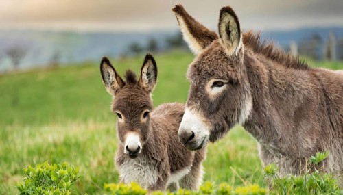 Mother donkey and foal look attentively into the distance, surrounded by green, rural landscape