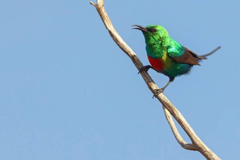Fairy Sunbird, (Cinnyris pulchellus), family of sunbirds, Farasutu area, Farasutu, South Bank,