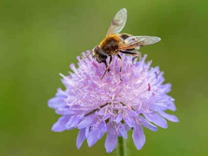 Fly, hoverfly, insect, (Eristalis horticol), Black Forest, Feldberg region, Baden-Württemberg,