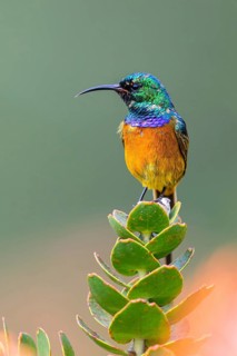 Golden-breasted Sunbird, (Anthobaphes violace), Harold Porter National Botanical, Betty's Bay,
