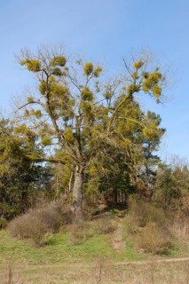 Mistletoe on a tree, Mecklenburg Lake District, Mecklenburg, Mecklenburg-Western Pomerania,