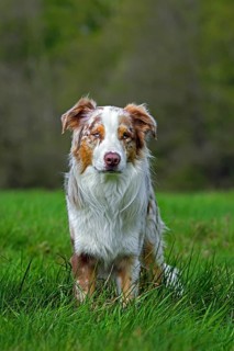 Australian Shepherd, Aussie, breed of herding dog from the United States sitting in meadow