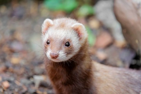 Portrait of a young ferret (Mustela putorius furo)