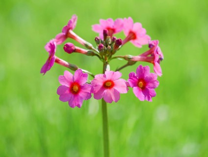 Japanese primrose (Primula japonica), flowers, Thuringia, Germany, Europe