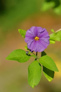 Blue potato tree (Lycianthes rantonnetii), gentian tree, blossom, close-up, Wilden, North
