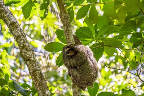 Brown-throated sloth (Bradypus variegatus) in a tree, Cahuita National Park, Costa Rica, Central