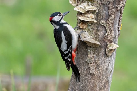Great spotted woodpecker (Dendrocopos major) foraging on dead wood, Austria, Upper Austria, Europe