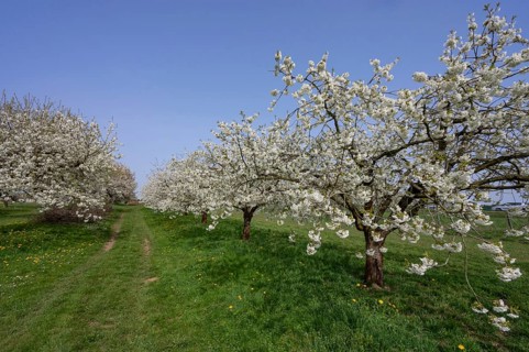 Cherry orchard in bloom (Prunus avium), Franconia, Bavaria, Germany, Europe