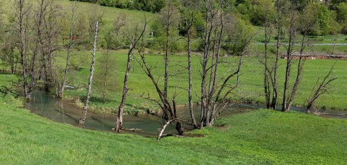 Meandering Truchbach stream with withered black alder (Alnus glutinosa) flowing through a meadow,