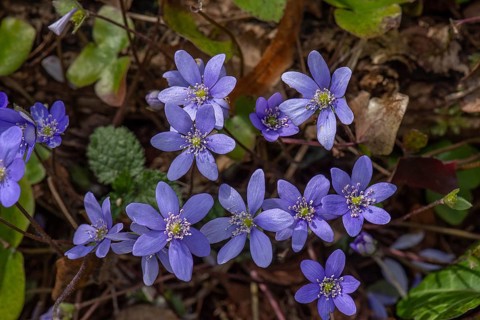 Liverwort (Hepatica nobilis), Bavaria, Germany, Europe
