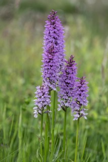 Southern marsh orchid (Dactylorhiza praetermissa), Emsland, Lower Saxony, Germany, Europe