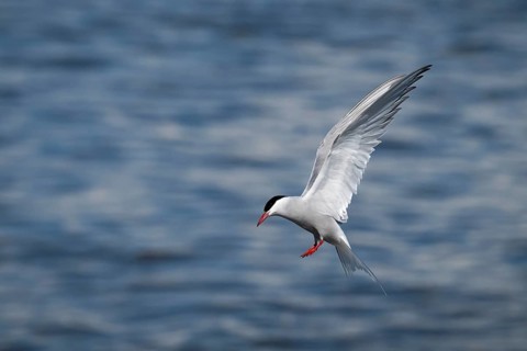 Arctic Arctic Tern (Sterna paradisea) in flight, Wadden Sea, North Frisia, Schleswig-Holstein,