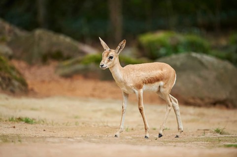 Close-up of a blackbuck (Antilope cervicapra) female in late summer, captive
