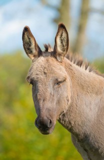 Donkey (Equus asinus asinus) or domestic donkey, completely grey coloured variant with eel line and