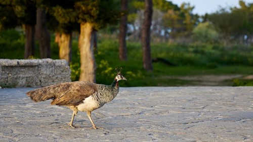 Peafowl (pavo) on stony ground, surrounded by green vegetation and trees in the background,