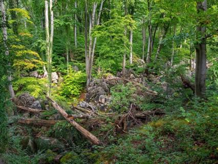 Dense vegetation between rocks in the Felsenmeer nature reserve, near Hemer in the Sauerland region