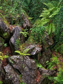 Dense vegetation between rocks in the Felsenmeer nature reserve, near Hemer in the Sauerland region