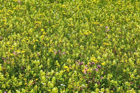 Meadow with wildflowers, near Oberstaufen, Oberallgäu, Bavaria, Germany, Europe