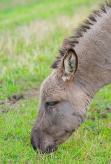 Donkey (Equus asinus asinus) or domestic donkey, completely grey coloured variant, eating grass in