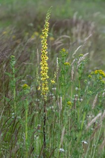 Dark mullein (Verbascum nigrum), Emsland, Lower Saxony, Germany, Europe