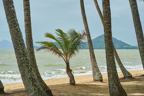 Landscape of Clifton Beach with coconut palms in spring, Queensland Australia