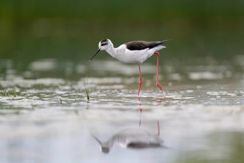 Black-winged Stilt (Himantopus himantopus), foraging in the water, Neusiedler See-Seewinkel