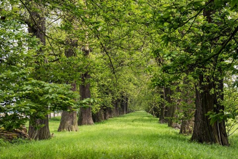Tree avenue, sweet chestnut, chestnuts, Schloss Dyck, Jüchen, Lower Rhine, North Rhine-Westphalia,