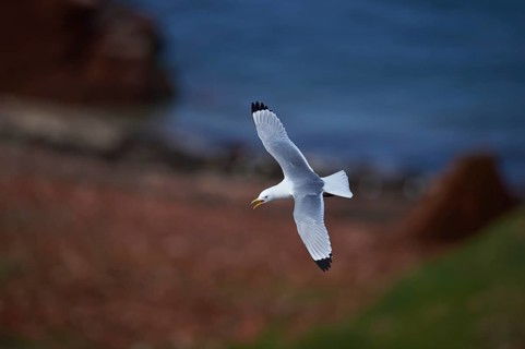 Close-up of a black-legged kittiwake (Rissa Tridactyla) in spring (april) on Helgoland a small