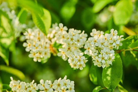 Bird cherry, hackberry, hagberry or Mayday tree (Prunus padus), blooming, Bavaria, Germany, Europe