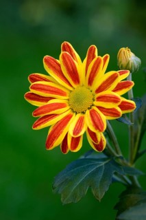 Flower of the autumn chrysanthemum, Dendranthema indicum orange