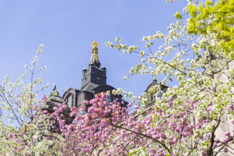Blossoming cherry trees with a view of the Saxon State Chancellery, Dresden, Saxony, Germany,