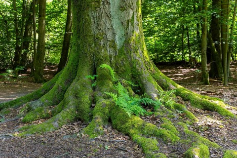 The Sababurg primeval forest, also known as the Reinhardswald primeval forest, is a nature and